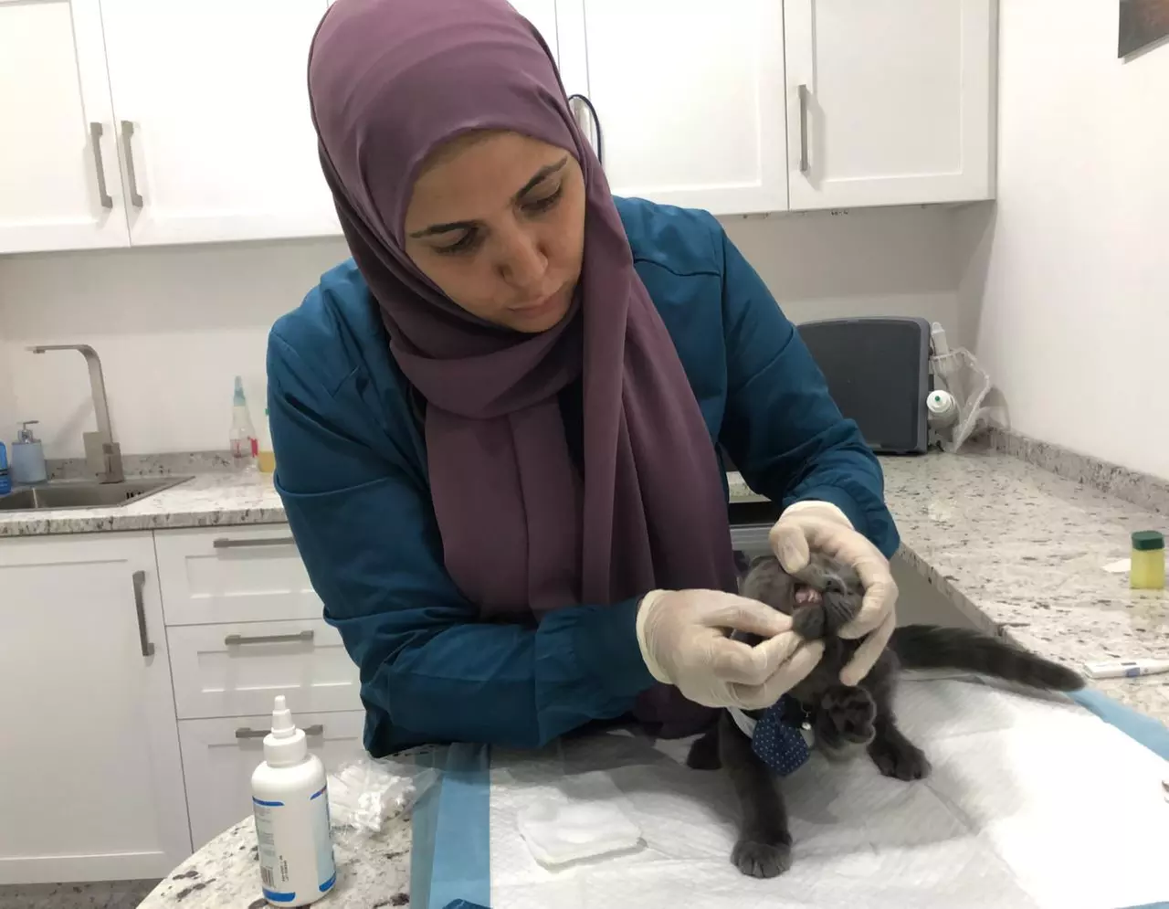 Choice of Pet Medical Checkup, Examination & Deworming