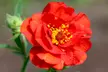Up to 24 Geum Mrs Bradshaw Plugs - Image 5