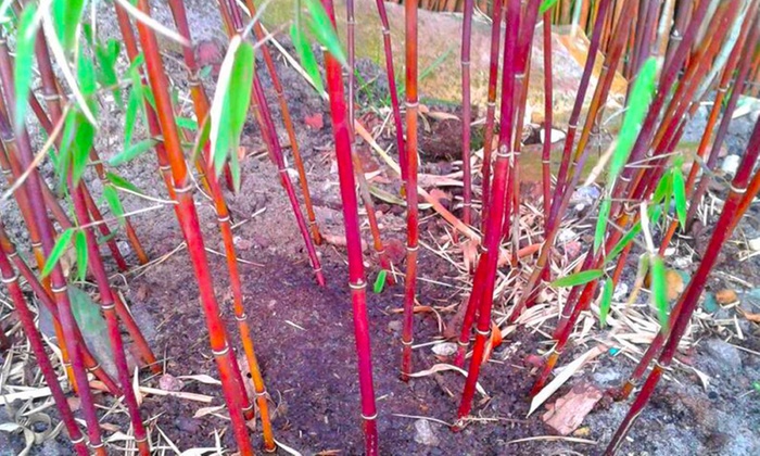 Up To 55% Off Red Stem Umbrella Bamboo | Groupon