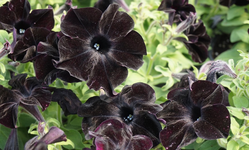 Image 7: Petunia Black Mamba Plants 