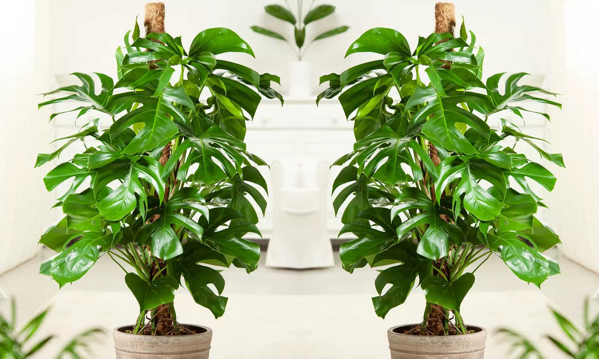 Planta de Monstera Deliciosa, de Rootz, con maceta incluida - Primary Image