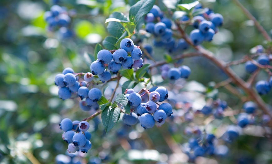 Image 7: Blueberry All Season Collection - Duke, Bluecrop & Elliot - 1 or 3 Potted Plants 