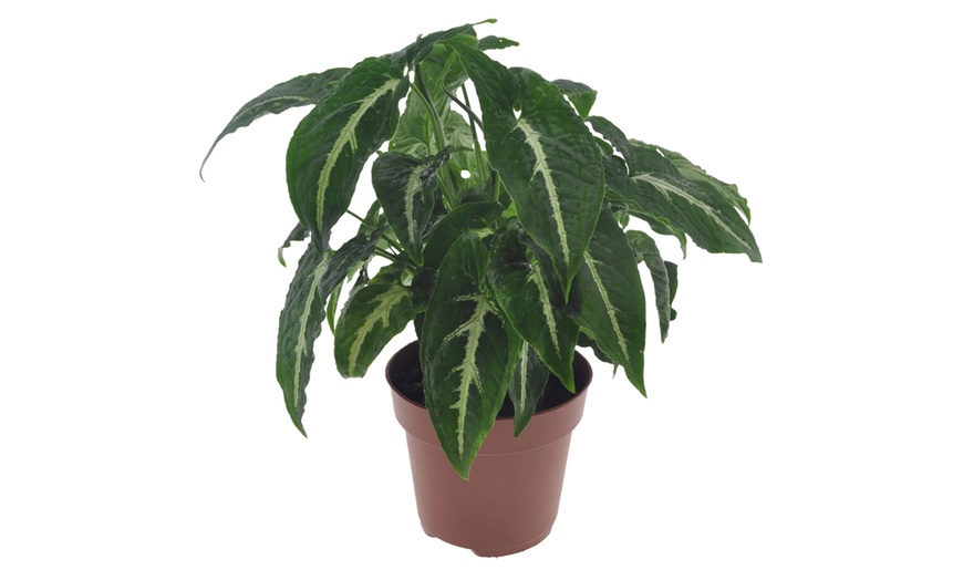 Image 2: 1 o 2 piante di Syngonium Wendlandii