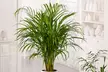 Ensemble de 3 palmiers d'intérieur, Dracaena Marginata, Yucca Elephantipes et Areca, hauteur de 70-80 cm à la livraison - Image 5