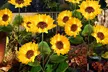 Two or Four Upgraded 3 in 1 Solar Sunflower LED Lights - Second Medium