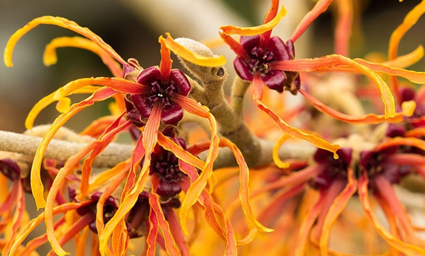 Image 1: Witch Hazel Tree