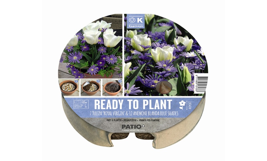 Image 2: Plant-o-Tray Bulbs - Tulip Royal Virgin and Anemone Blue