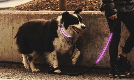 1 collare o 1 guinzaglio per cane, con sistema di illuminazione, disponibile in 3 colori e varie taglie