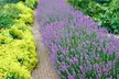 Lot de 6, 12 ou 18 plantes de lavande "Lavandula Angustifolia" - Second Medium