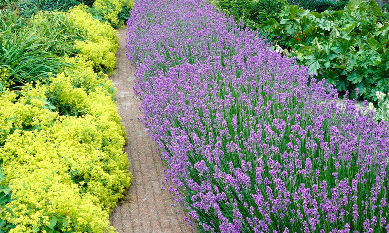 Lot de plantes de lavande