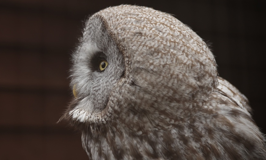 Image 11: Two-Hour Owl Experience