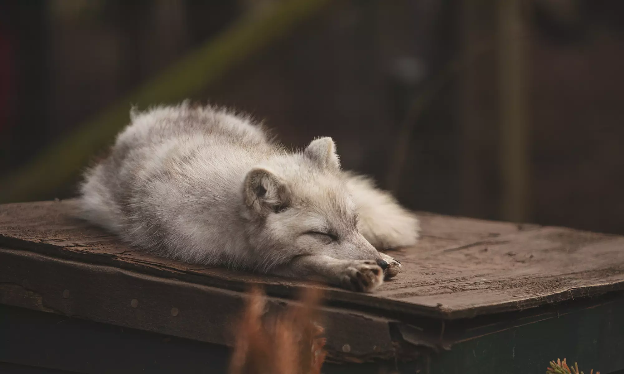 Enjoy Weekday, or Weekend Entry at Hoo Zoo and Dinosaur World