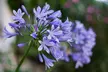 Agapanthus Blue & White Collection – 6 or 12 Plants - Second Medium