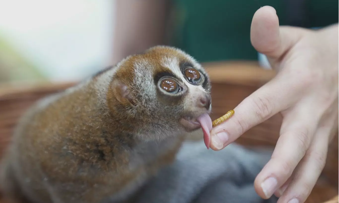 IMG Worlds Of Adventure with Dubai Frame, Miracle Garden, and More