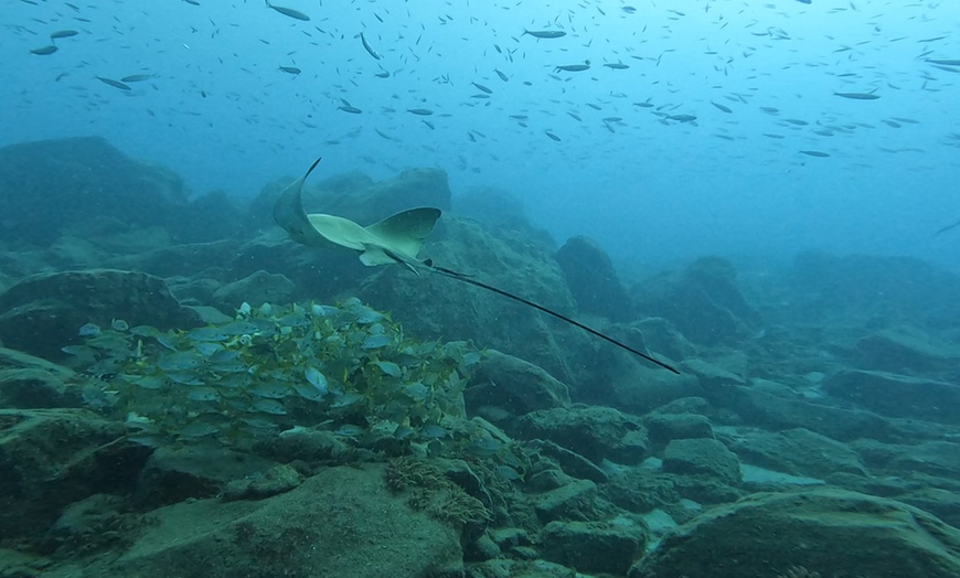 Image 7: Bautismo de buceo con reportaje fotográfico para 1 o 2 personas