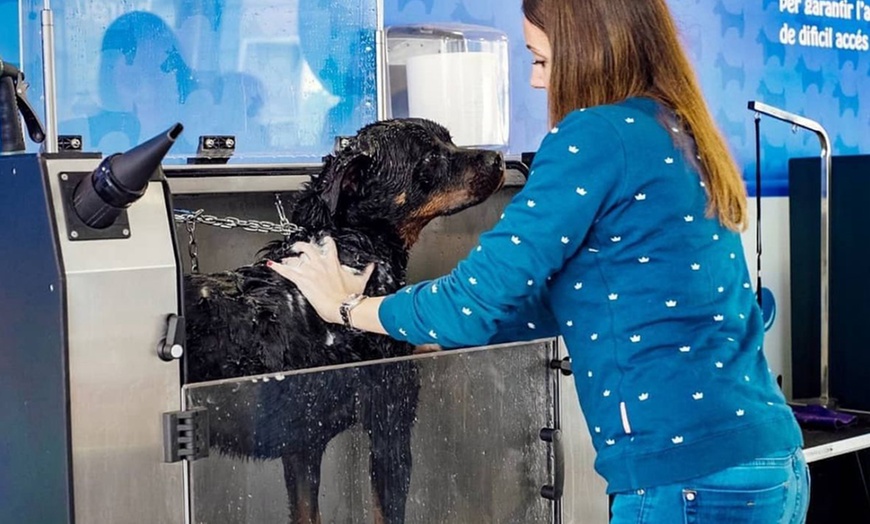 Image 5: Toilettage canin spa a l’ozone ou carte d’abonnement premium