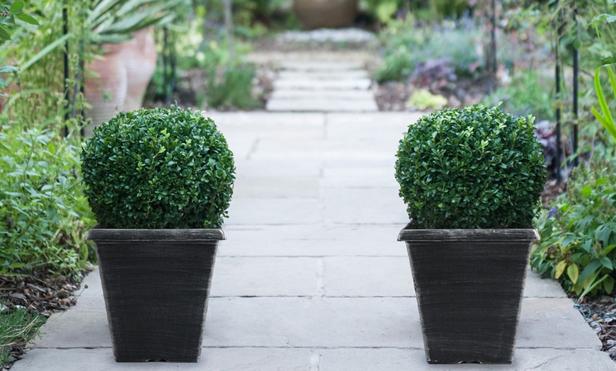 Image 2: Up to Two Buxus Sempervivum Ball Plants with Optional Biscotti Planter