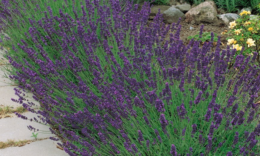 Image 6: Fragrant hardy shrubs 