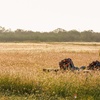 Image 3: Sporting Clays Experience – Texas Hill Country