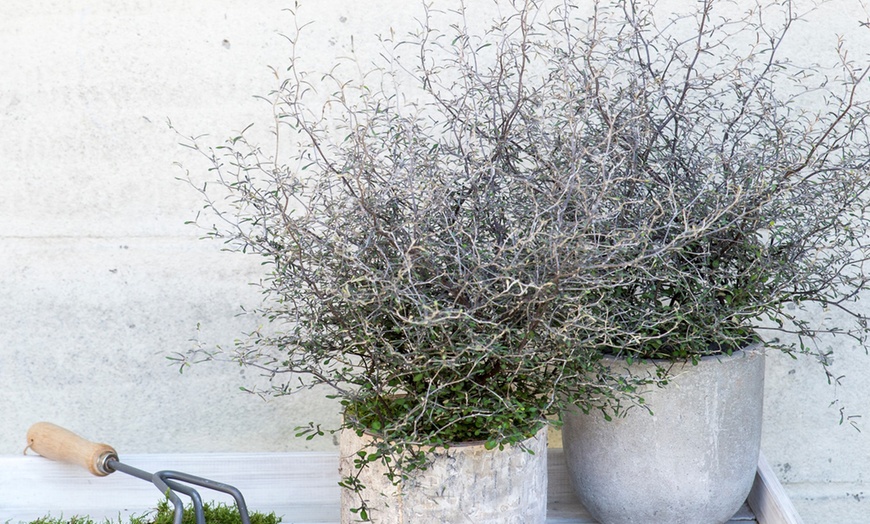 Image 4: Maori Corokia Bonsai