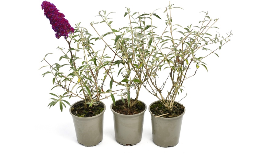 Image 7: Set van 3 of 8 OH2 Buddleja Davidii planten
