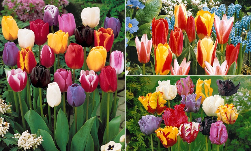 Image 1: Lot de 120 bulbes de tulipes multicolores de Willemse SAS