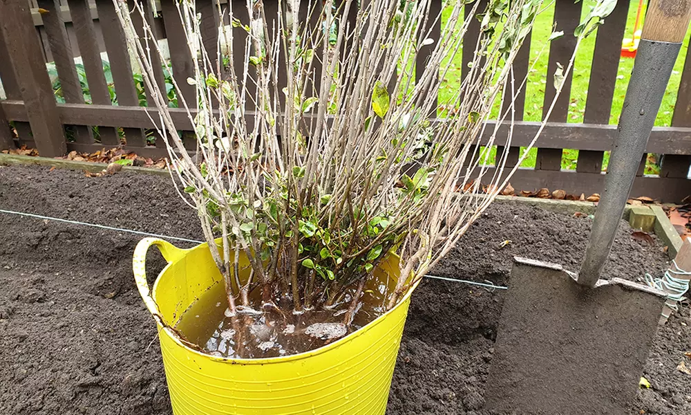 5, 15 or 25 Copper Beech Hedging Plants - Primary Image