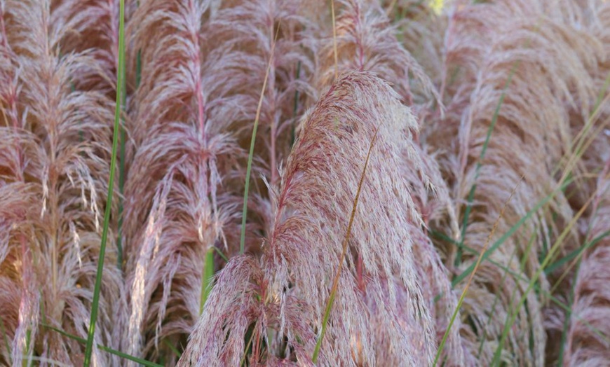 Image 2: Pampas Grass - White or Pink - up to 3 Potted Plants