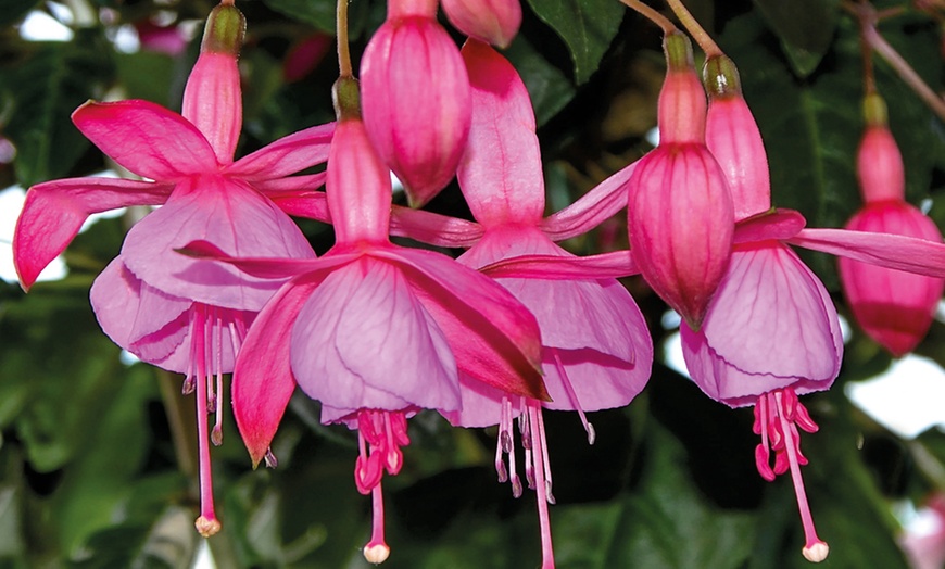 Image 2: Fabulous Hardy Fuchsia Collection - 1 or 5 plants