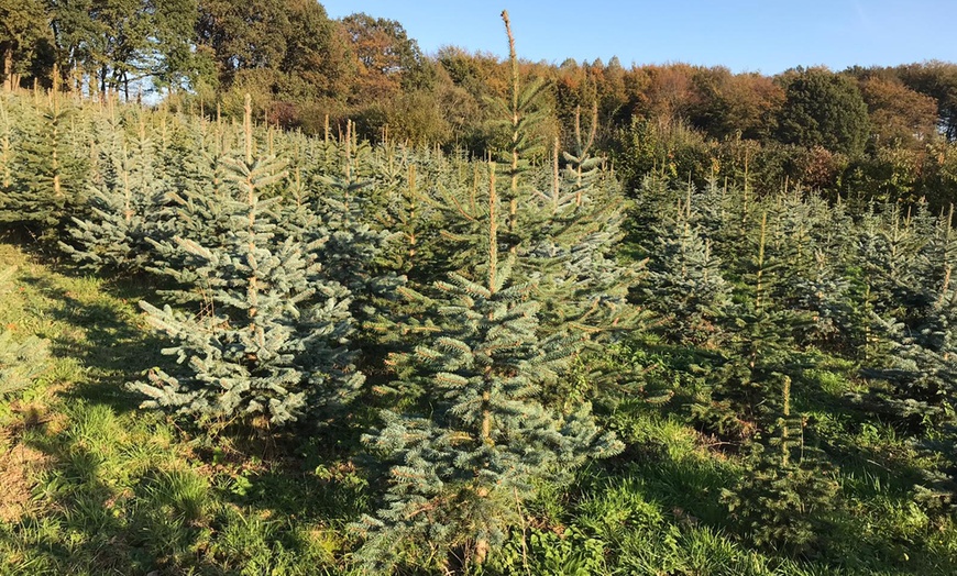 Image 4: Weihnachtsbaum-Abenteuer: Blaufichte fällen & Glühwein/Punsch