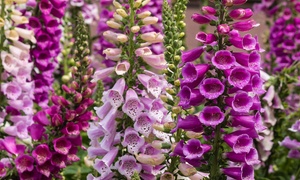  12 or 24 Foxglove Dalmatian Mix Plants 