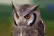 One or Two Birds of Prey (Two-Hours) or Owl Encounter Experience at CJ's Birds of Prey - Second Medium
