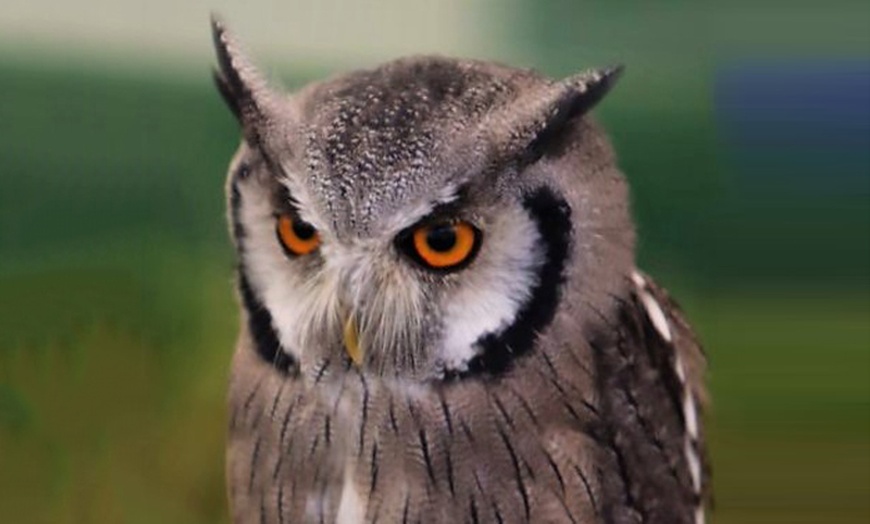 Image 4: Birds of Prey or Owl Encounter Experience at CJ's Birds of Prey