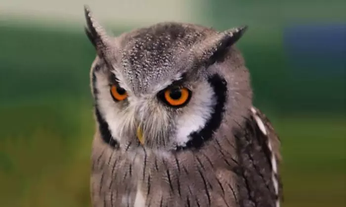 Birds of Prey or Owl Encounter Experience at CJ's Birds of Prey