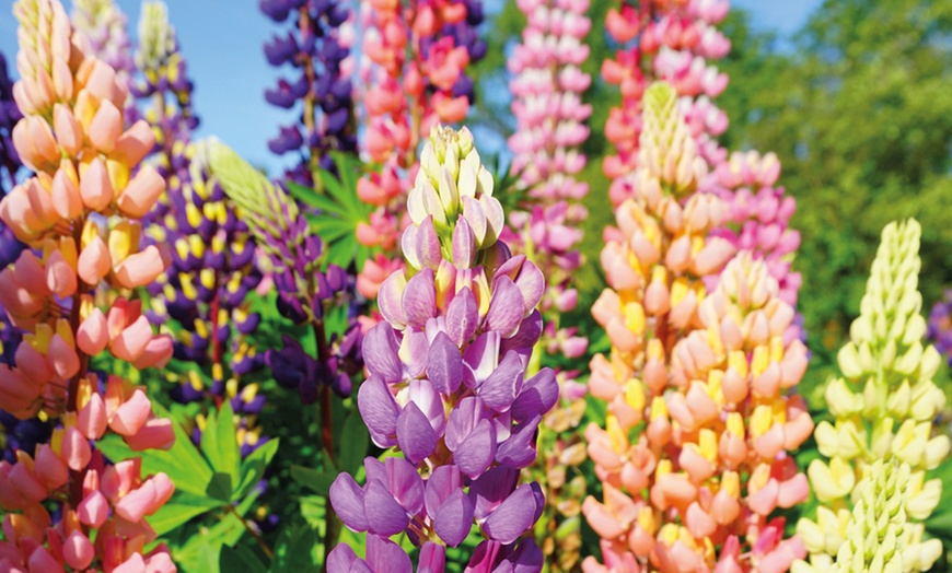 Image 1: Lupin Russell Hybrids Mixed -  3, 6 or 12 Plants