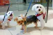 Groom, Grin, and Wag: Unleash Pet Paradise at 48% Off with Pet Patio! - Image 3