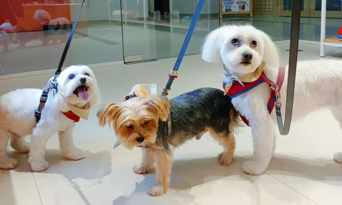Groom, Grin, and Wag: Unleash Pet Paradise