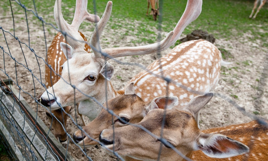 Image 1: Do 30% zniżki na Zoo/Park safari w Gospodarstwo Agroturystyczno – Edukacyjne „Zwierzyniec Kopytkowo”