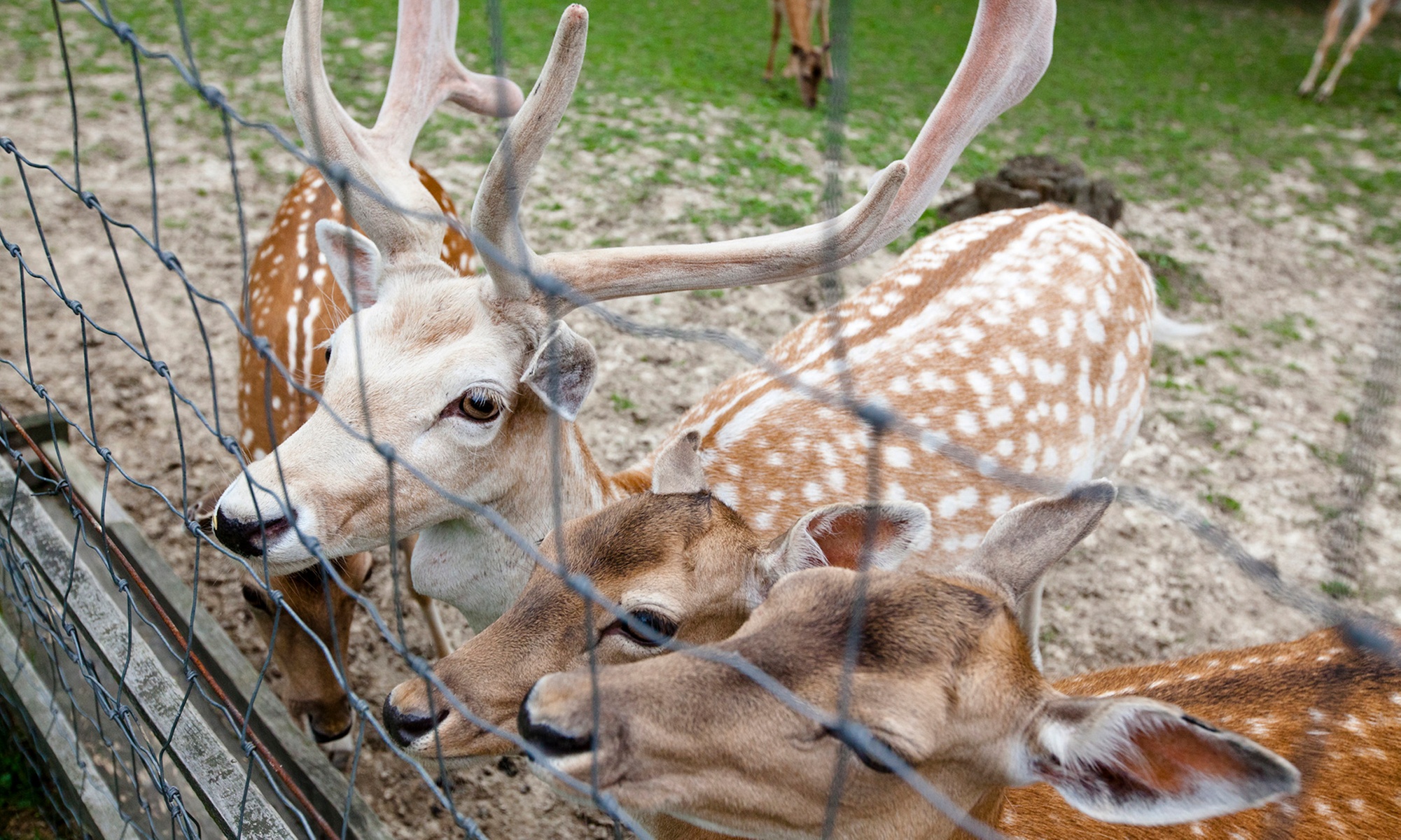 Do 30% zniżki na Zoo/Park safari w Gospodarstwo Agroturystyczno – Edukacyjne „Zwierzyniec Kopytkowo”