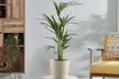 One, Two or Three Mixed Easy Care Houseplants - Second Medium