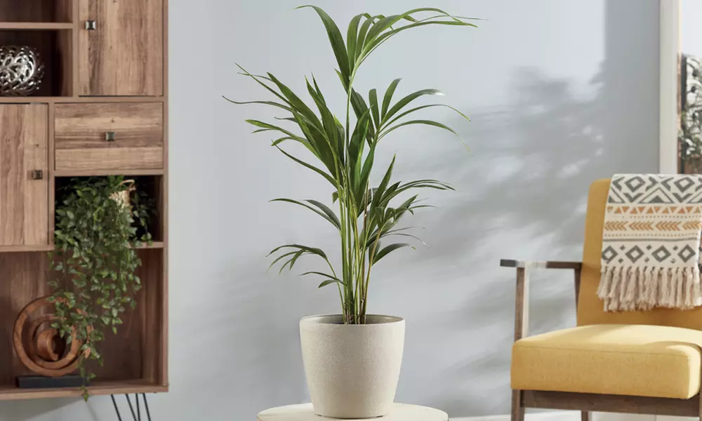 Mixed Easy Care Houseplants