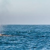 Image 6: Up to 34% Off Whale Watching Tours with Odyssea Adventures