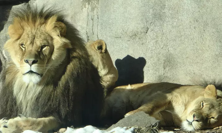 Admission for Two or Four or Family Membership  at Lake Superior Zoo (Up to 53% Off)  - Primary Image