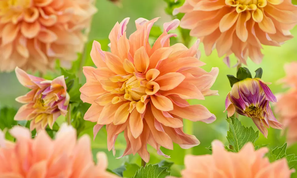 3 bulbos de flor Dalia Tyrell - Primary Image