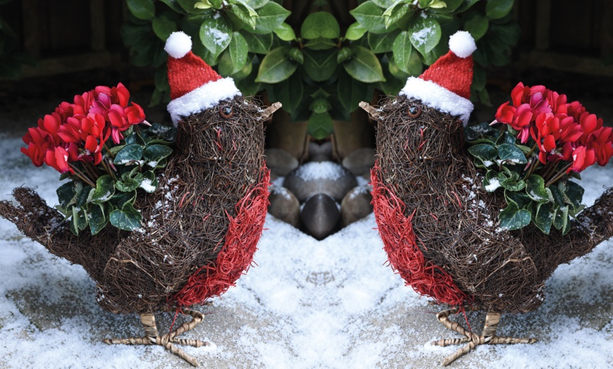 Image 2: Festive Planter with Cyclamen