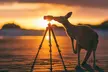 Kangaroos on the Beach Sunrise Tour: Child ($171), Adult ($180) or Family Ticket ($702) with Sacred Voyage Tours - Image 2