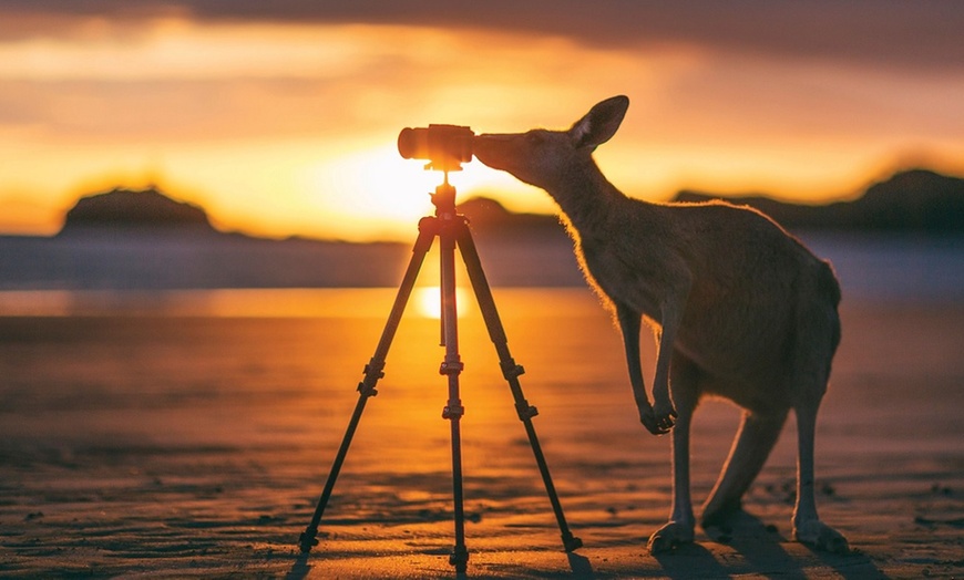 Image 2: Kangaroos on the Beach Tour