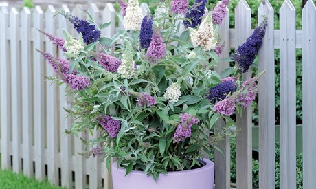 Groupon Unisex Indigo Buddleja Buzz® Plant Collection: 3 Jumbo Plugs