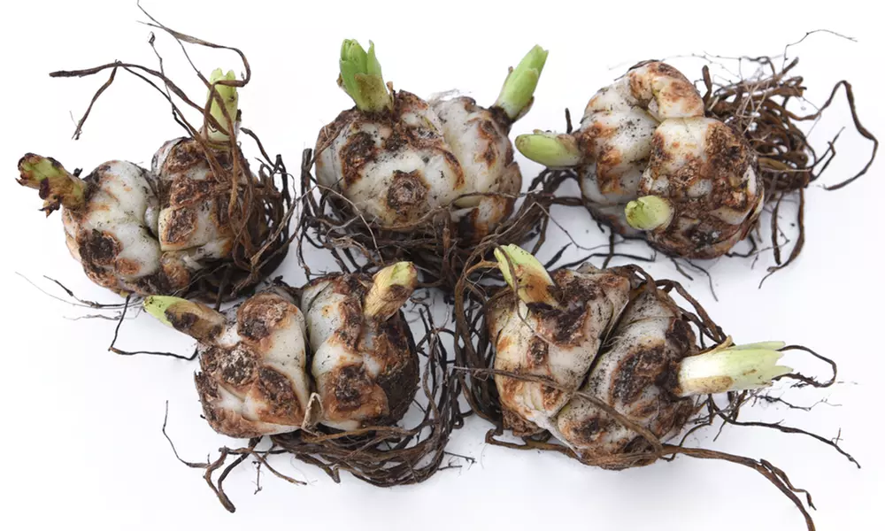 25, 50 or 100 Lily Asiatic Ground Cover Bulbs