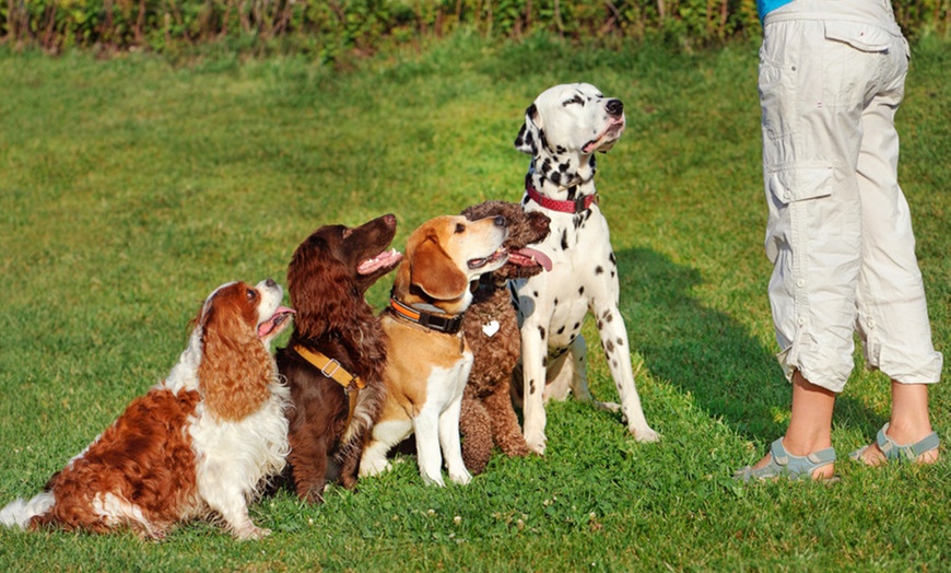 Image 1: Formation d'élevage d’animaux de compagnie en ligne avec Formalis